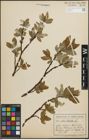 Foto von Salix hastata L.